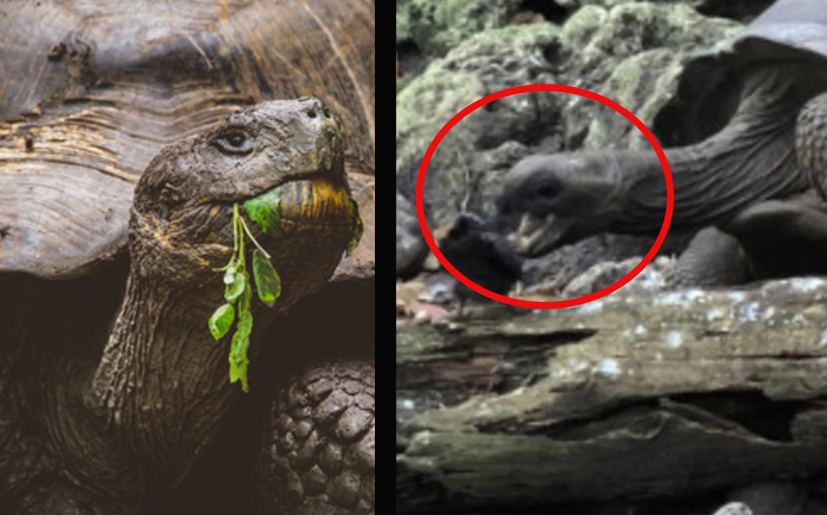 Captan impactante caza de tortuga gigante a pequeño polluelo. (Especial)