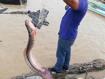 Aparecen peces extraños en el río Pánuco tras cresta y palizada.