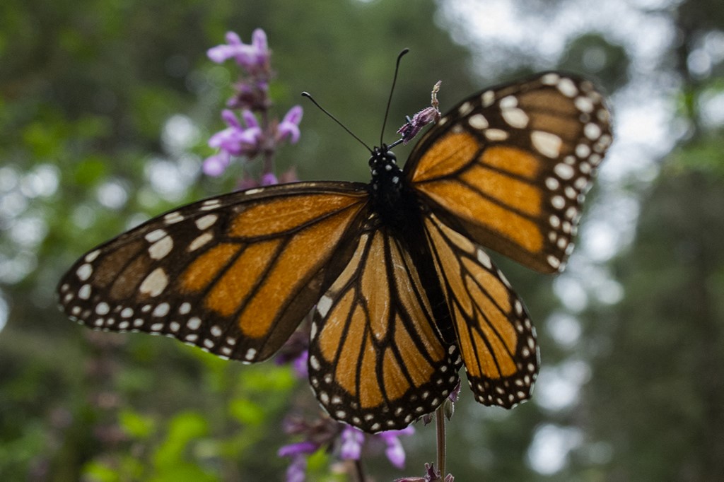 La mariposa monarca realiza un viaje de más de 4 mil kilómetros hacia México durante el otoño y el invierno. (AFP)