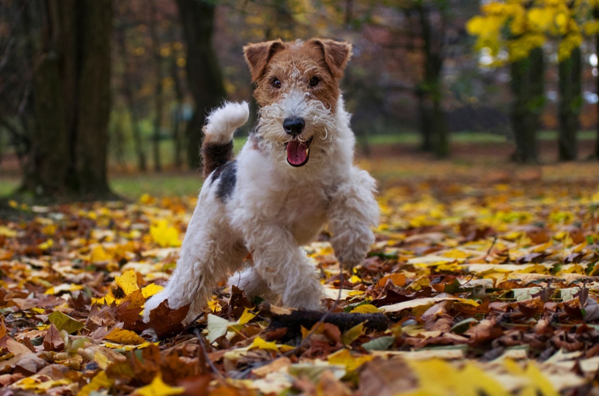 Los perros suelen ser buen método para reducir estrés | Shutterstock
