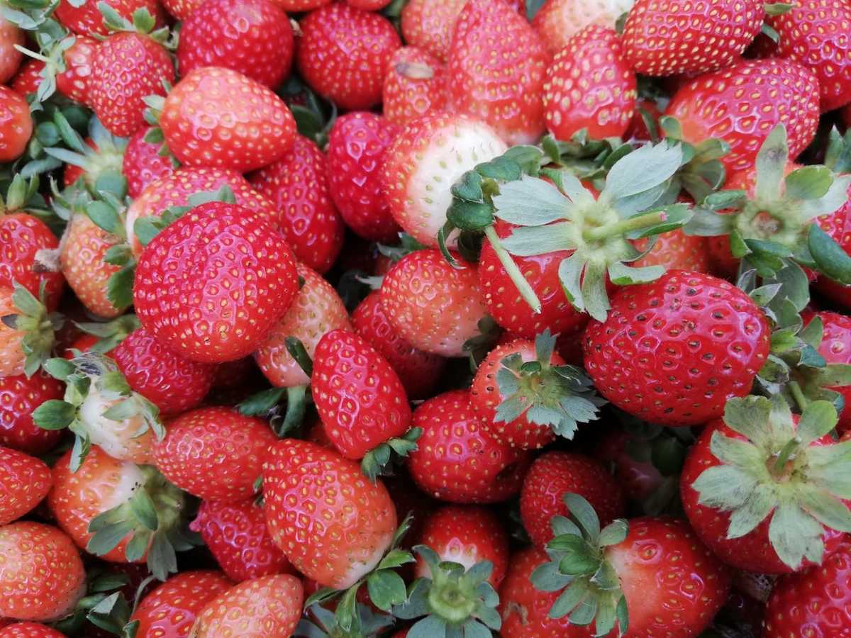 Productores de fresas aseguran que el verano es la peor temporada. Dany Béjar.