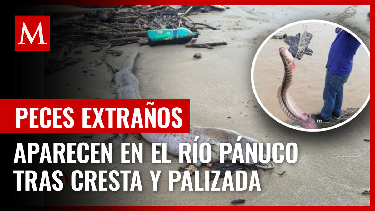 Aparecen peces extraños en el río Pánuco tras cresta y palizada"