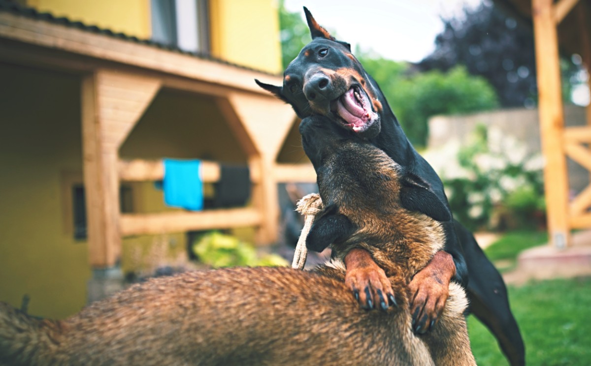 La idea es asegurarles a las mascotas una vida digna y de calidad. | Especial