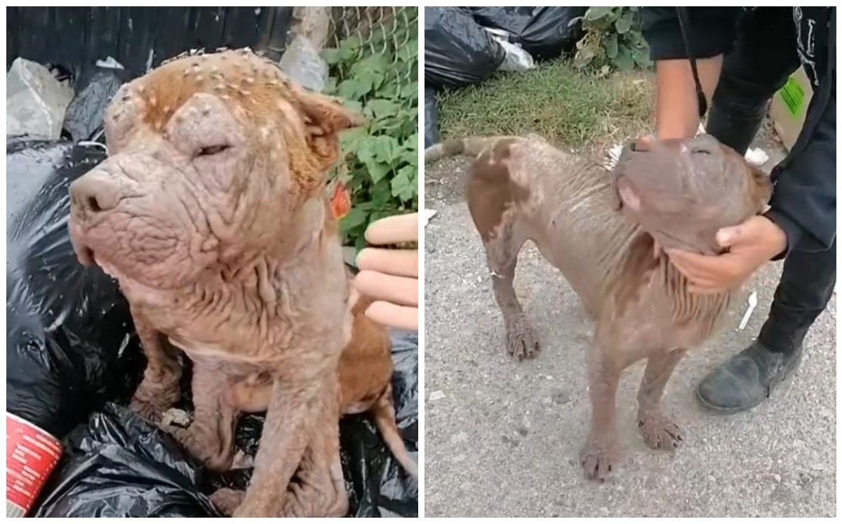 Perrito con sarna (Captura)