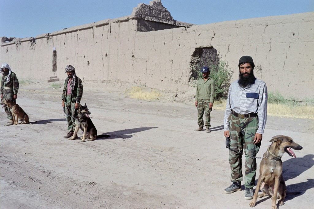 Los perros son socorridos por los soldados de la tropa estadunidense. (AFP)