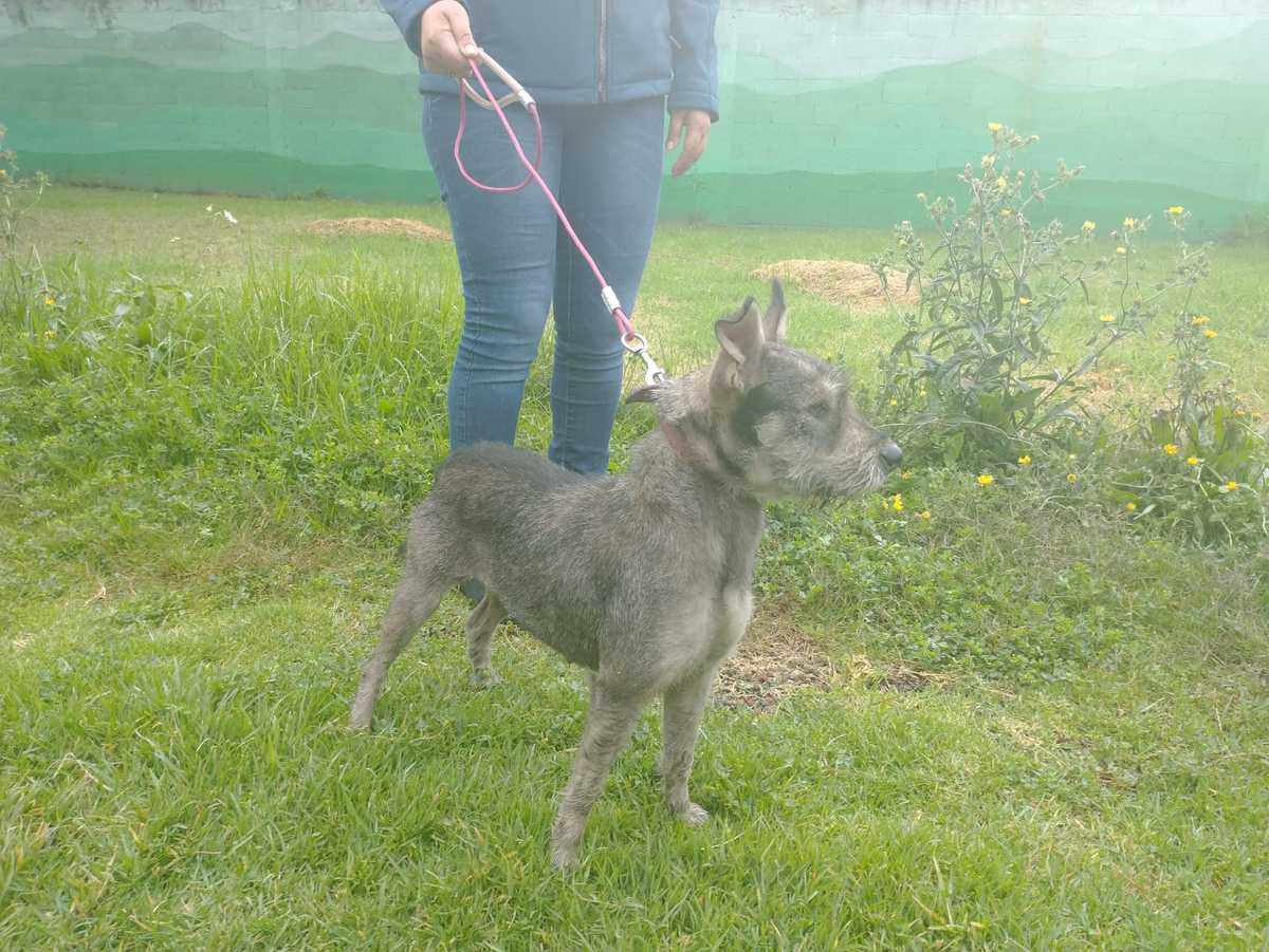 La perrita Pía. (Especial)