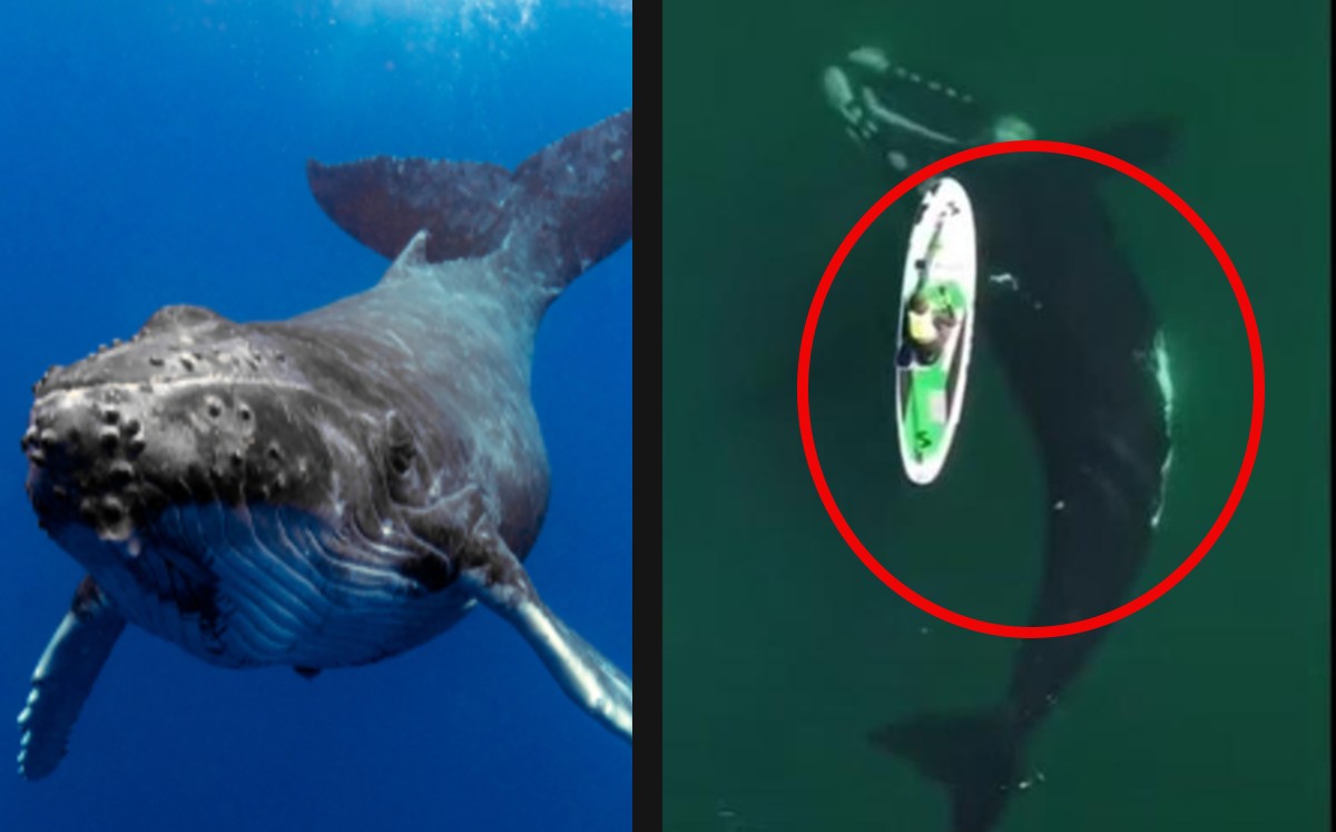 Captan a enorme ballena jugando con turista. (Especial)