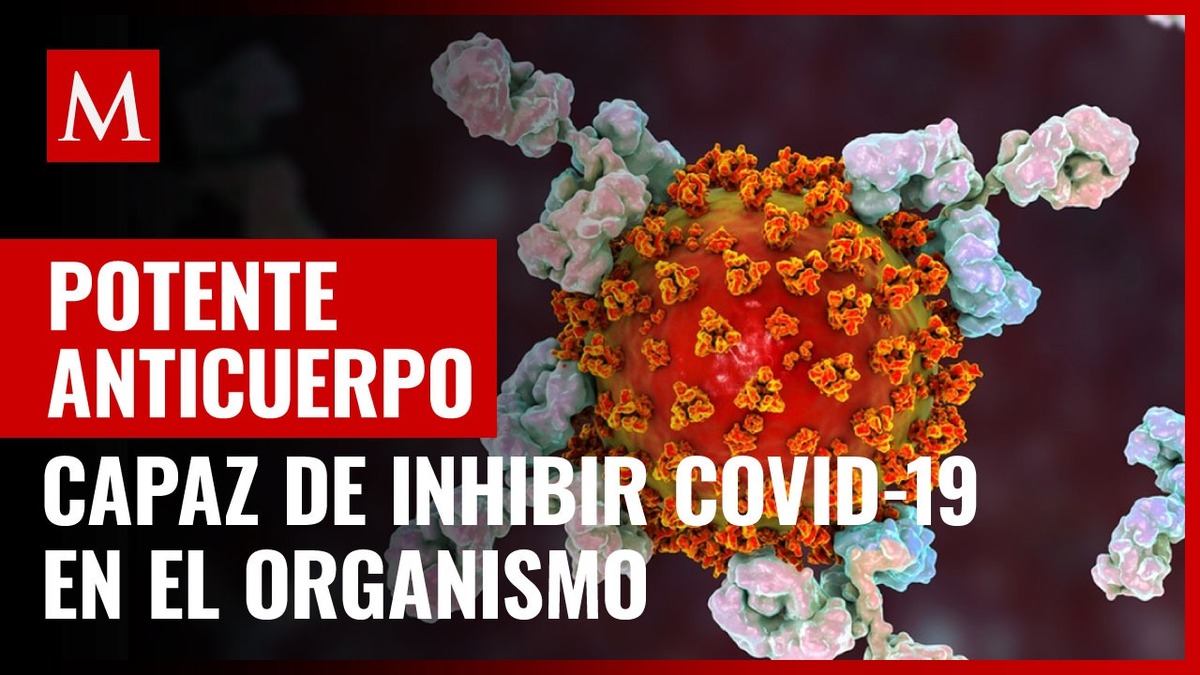 Hallan potente anticuerpo en paciente capaz de inhibir covid-19