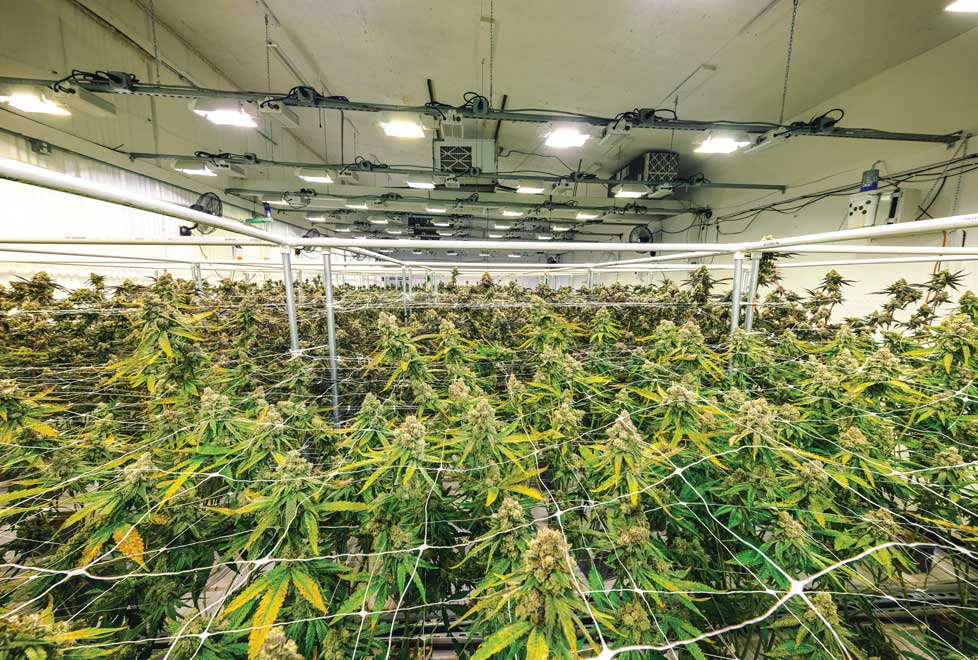 El mercado del cannabis legal puede alcanzar un valor de 41,500 mdd en 2025, según estimaciones de New Frontier Data.