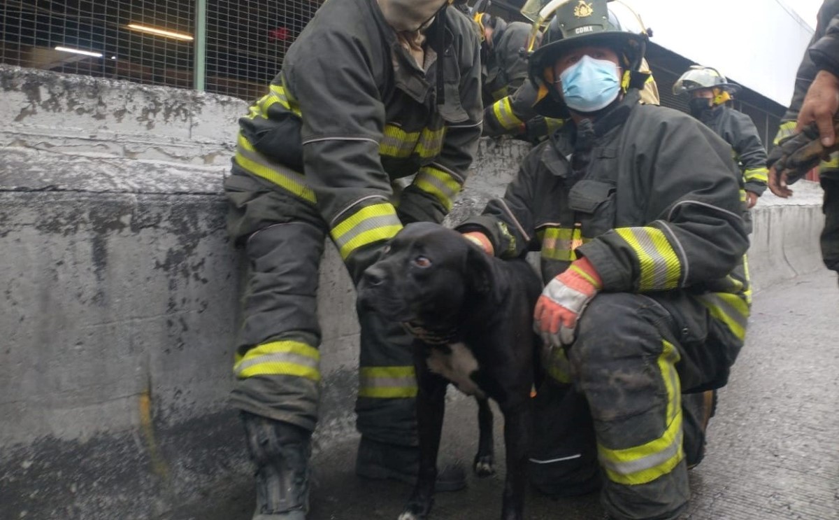 El perro fue rescatado de una fosa en el Metro Indios Verdes. | Carlos Tejeda