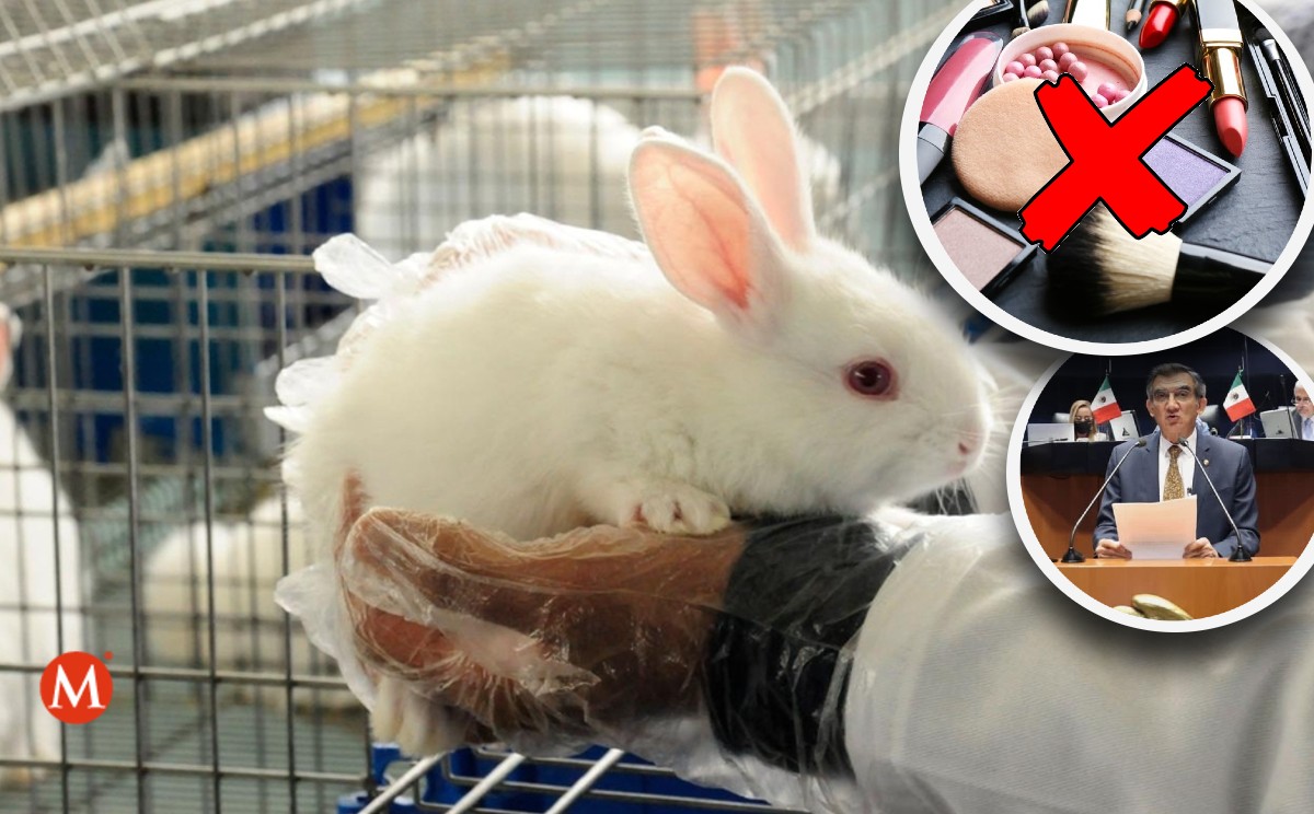 Senado aprueba multas y cárcel a quien testee cosméticos en animales.