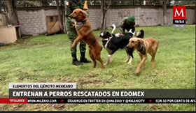 Entrenan a perros rescatados en Edomex