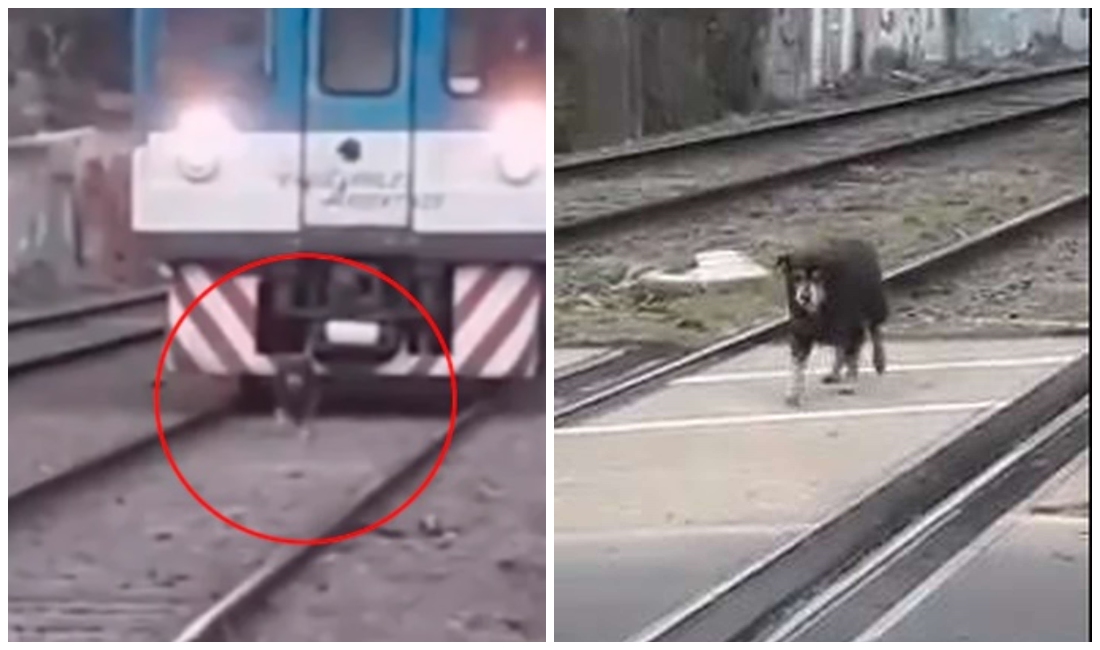 Este hecho detuvo a varios autos en el cruce de las vías (Especial).