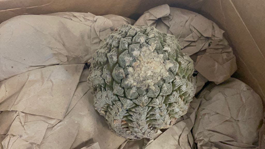 Los perros detectaron 143 piezas de cactus tipo peyote (Guardia Nacional)