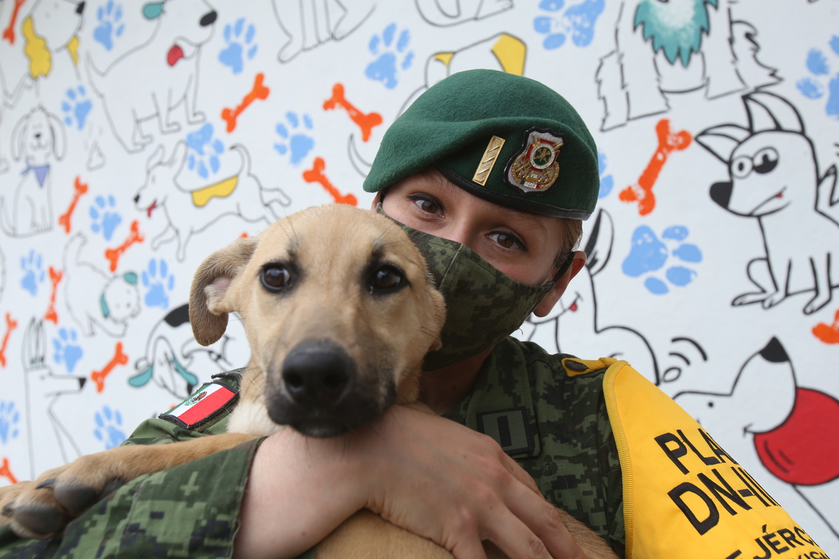 Personal del Ejército participa en el cuidado y entrenamiento de los perros rescatados. (Juan Carlos Bautista)