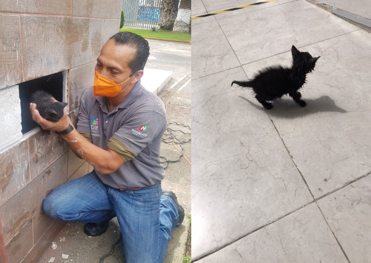 Rescate del gatito que se encontraba al interior de una columna en la Casa del Niño. (Especial)