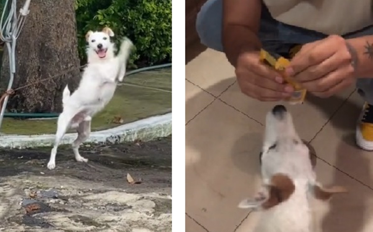 El tiktoker @mr.franki_ compartió este suceso en su cuenta. (Captura)