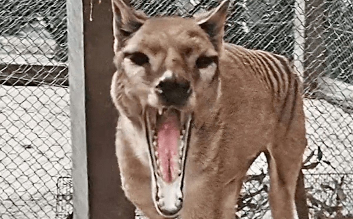 ¿Así lo imaginabas? Recrean video a color del último tigre de Tasmania. (Captura)