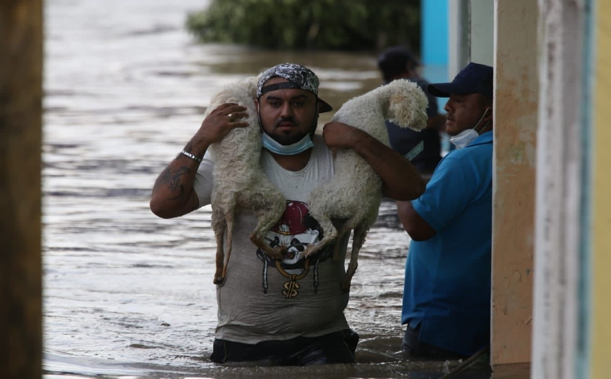 Mascotas fueron resguardadas ante el peligro de la inundación. (Jorge Sánchez)