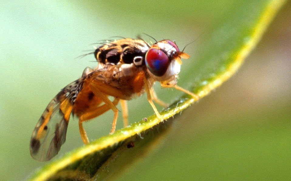 Mosca del mediterráneo. (Especial)