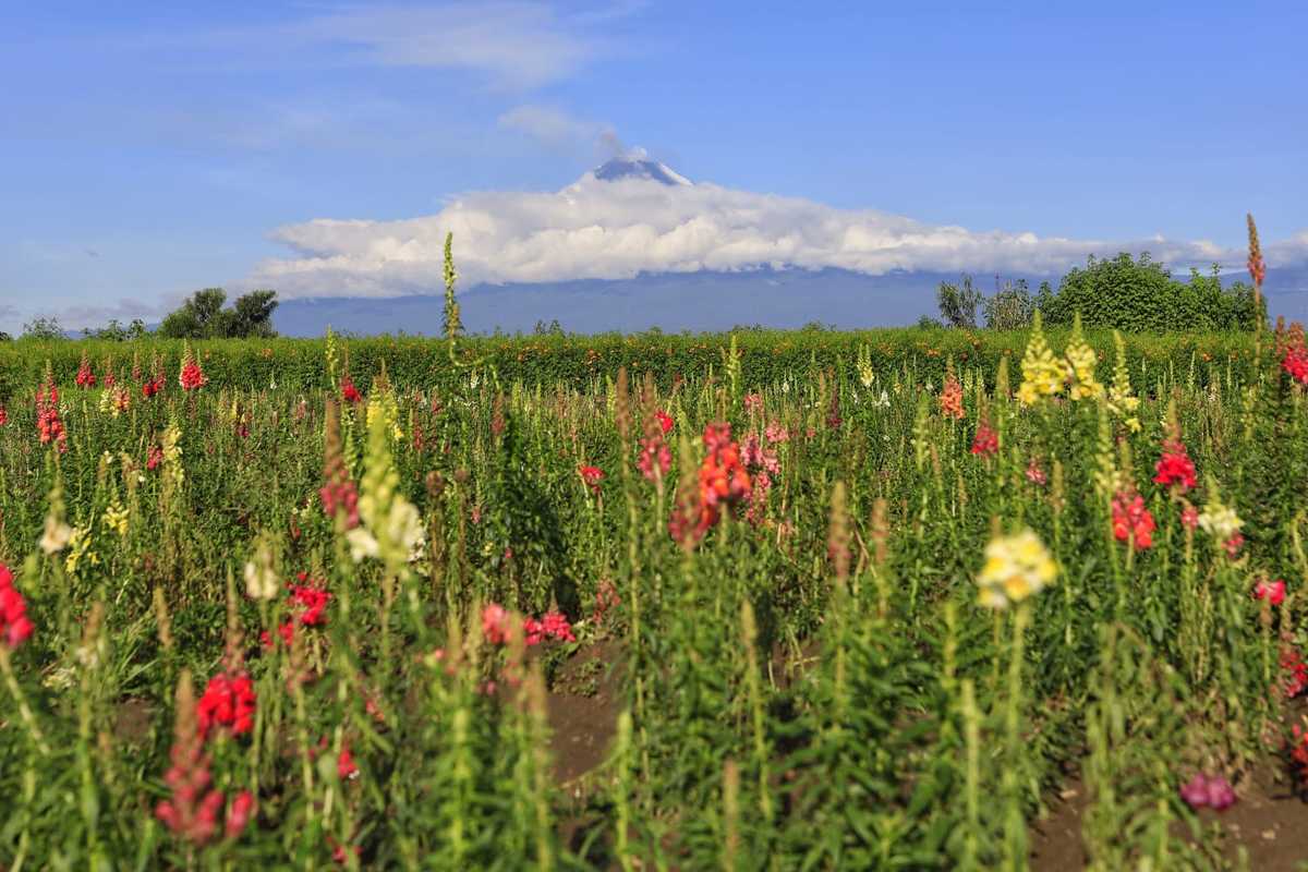 Campos de cultivo de Cholula. (Andrés Lobato)