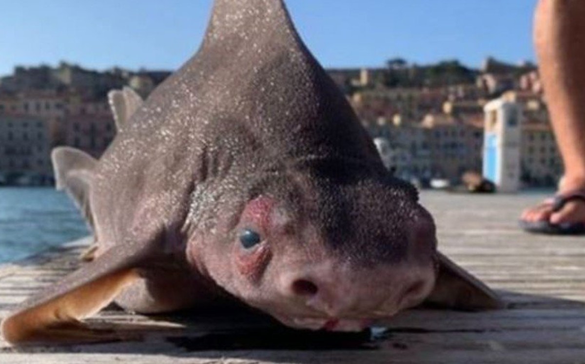 Hallan increíble y extraño tiburón con cara de cerdo (Especial)