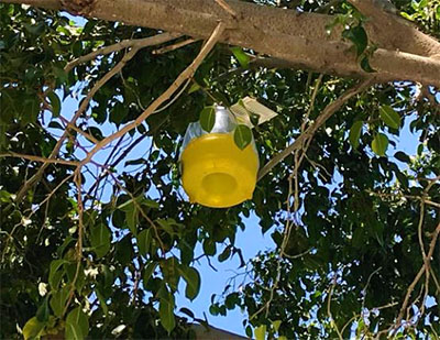 Trampas para la mosca de la fruta instaladas en Tamaulipas.