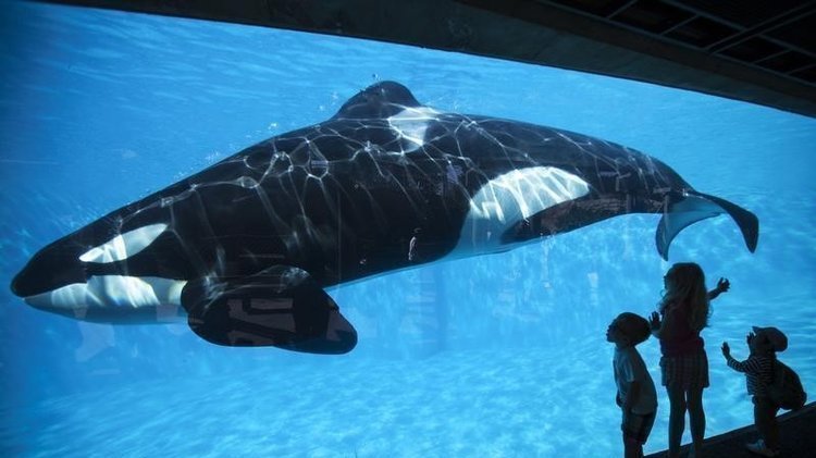Kiska es la única orca en cautiverio en Ontario (Captura)