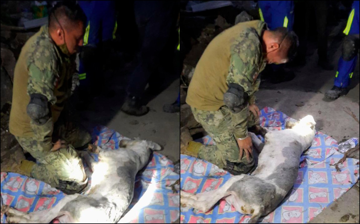 Elemento de la Naval intenta brindar primeros auxilios a canino | Twitter @SEMAR_mx