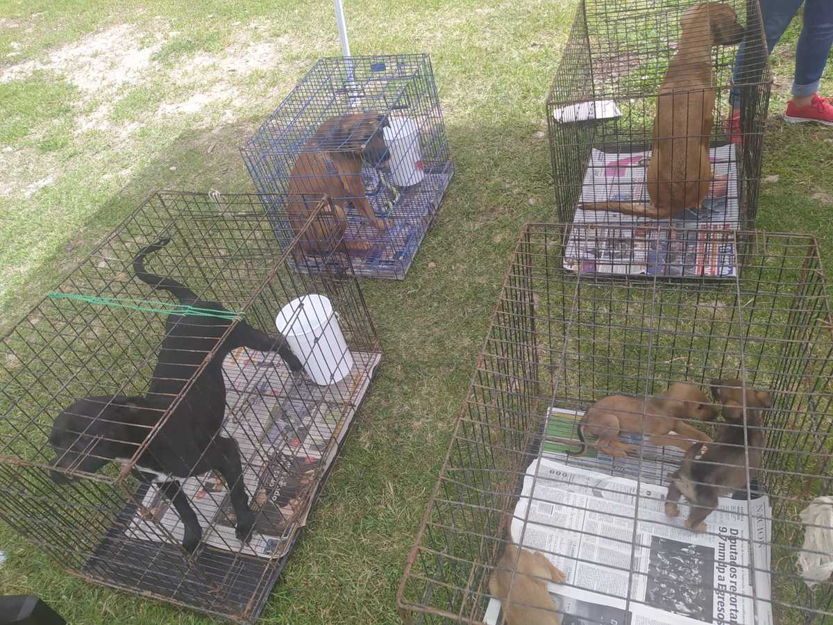 Llaman a adoptón de 'lomitos' rescatados de San Juan de Abajo. Foto: Axel Rivas