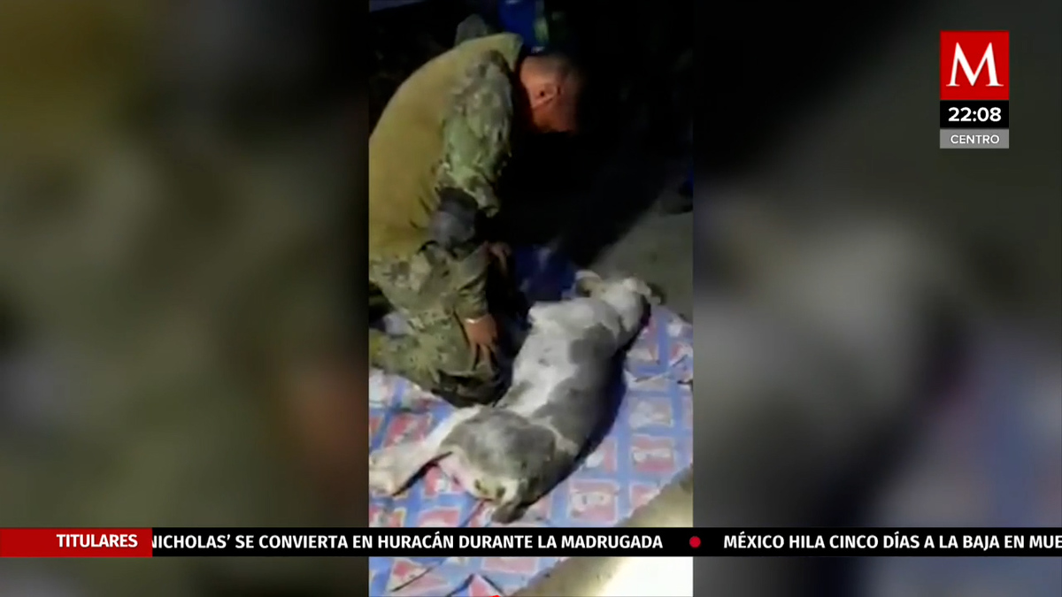 Cerro del Chiquihuite: Marino intenta salvar a perro rescatado VIDEO