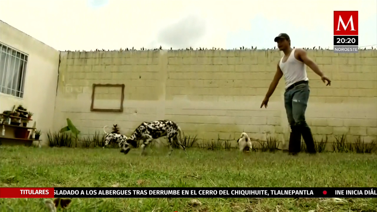 Joven rescata a sus cinco perros atrapados en inundación de Tula
