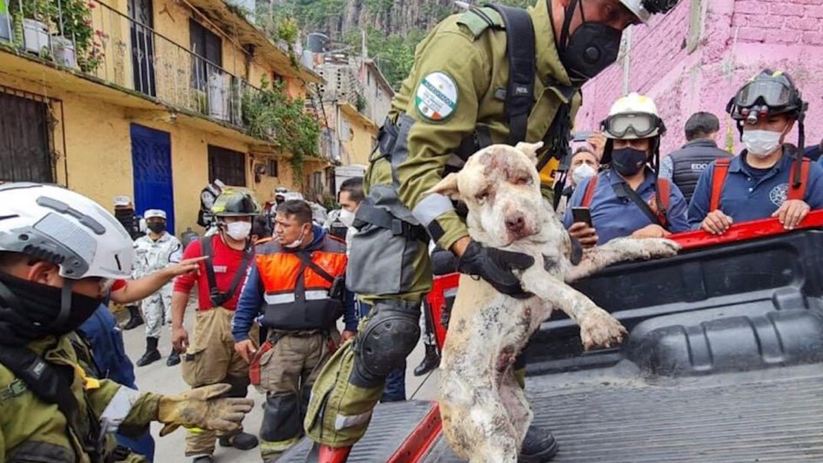 Rescatan de entre los escombros a perrito tras deslave en cerro del Chiquihuite