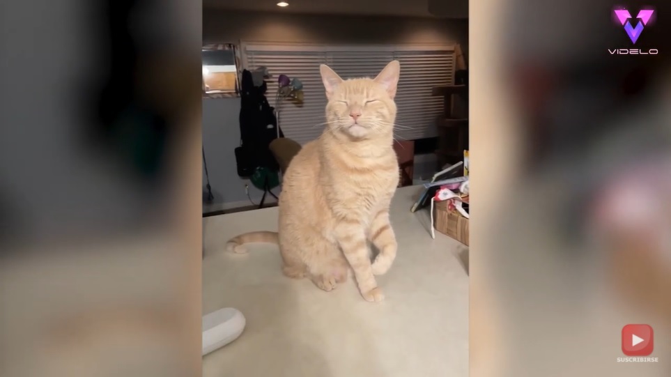 Gato finge estar cojo (Captura)