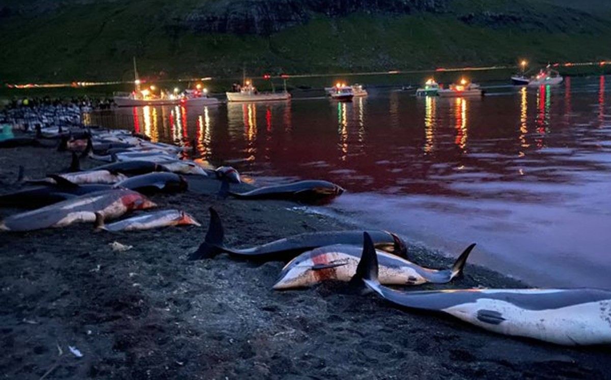 Según un periodista local, nunca se había realizado una captura de tal magnitud en el archipiélago. (Blue Planet)