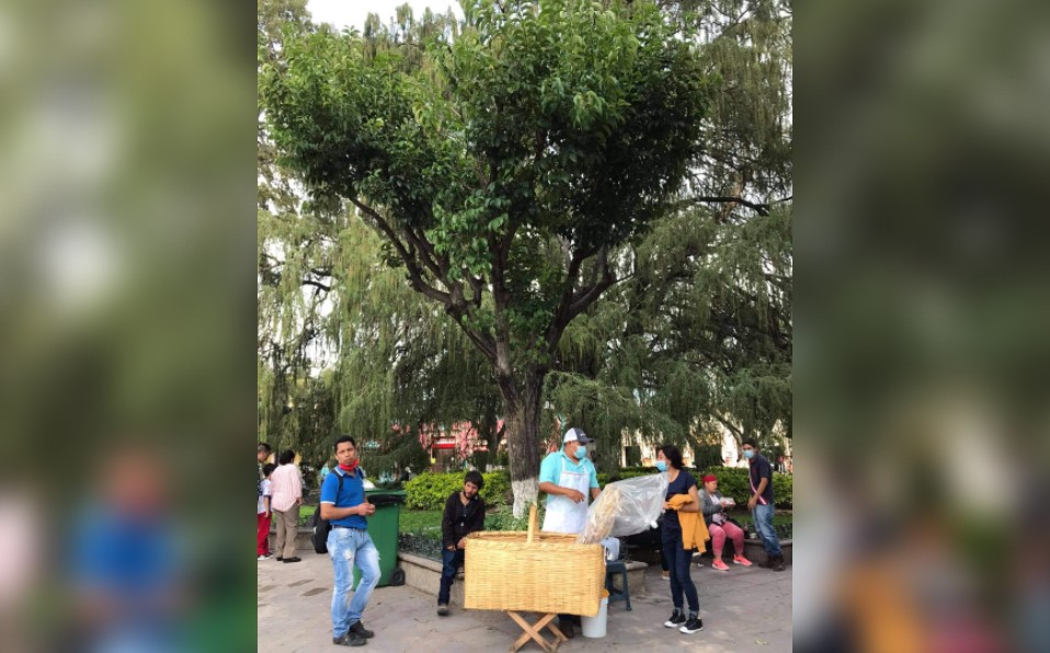 El árbol 'hijo del Ahuehuete' cumple 100 años en Dolores Hidalgo. Foto: Dolores Hidalgo