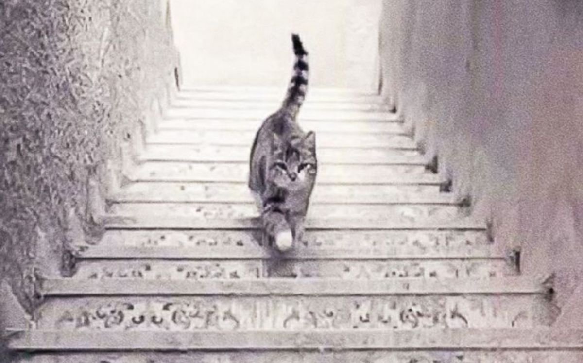 ¿El gato sube o baja la escalera? (Bright Side).