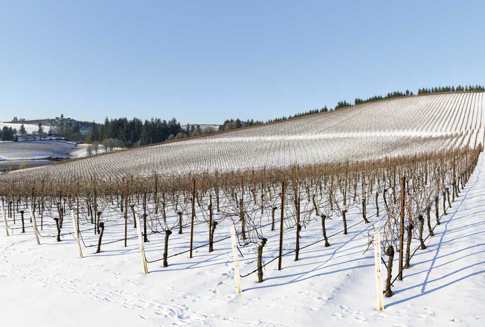 Las heladas de primavera afectaron las cosechas de los viñedos en Burdeos, Borgoña y Champaña.