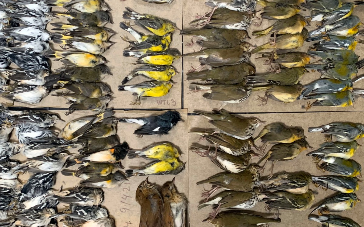 Los voluntarios de NYC Audubon documentan las muertes de aves en lugares de alto riesgo durante las migraciones.  | AP