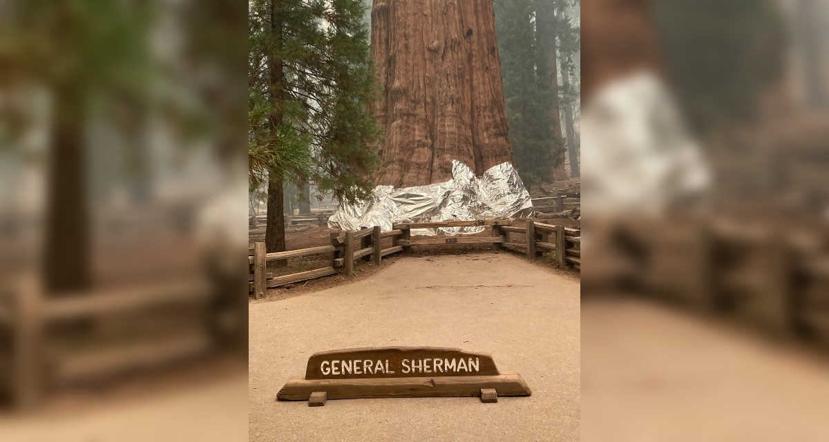 Arbol General Sherman vía Facebook.