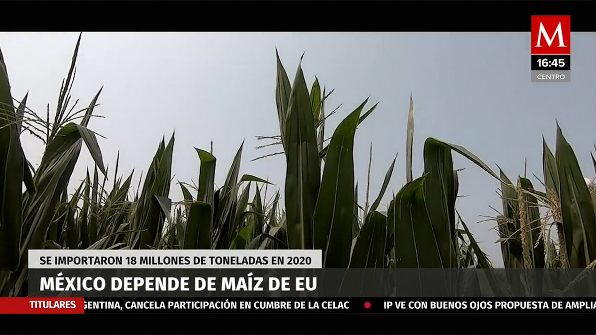 México depende de maíz de EU