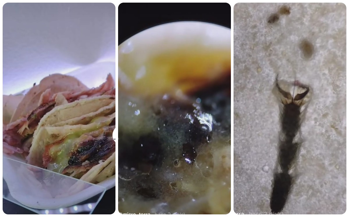 Analiza tacos de la calle en microscopio y se hace viral (Captura)