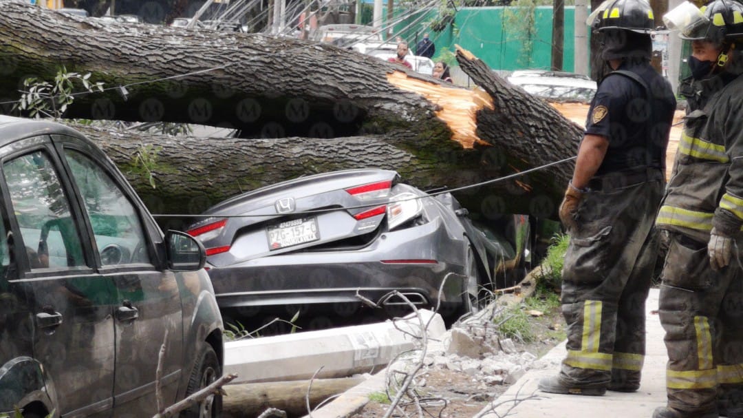 No se reportaron persona lesionadas por la caída del árbol (Jorge Becerril)