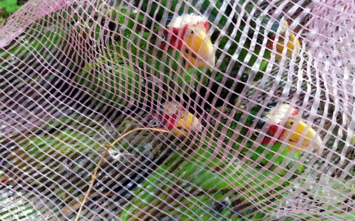 Loros y un tucán se encontraron en la carretera Reforma Agraria en Quintana Roo.
