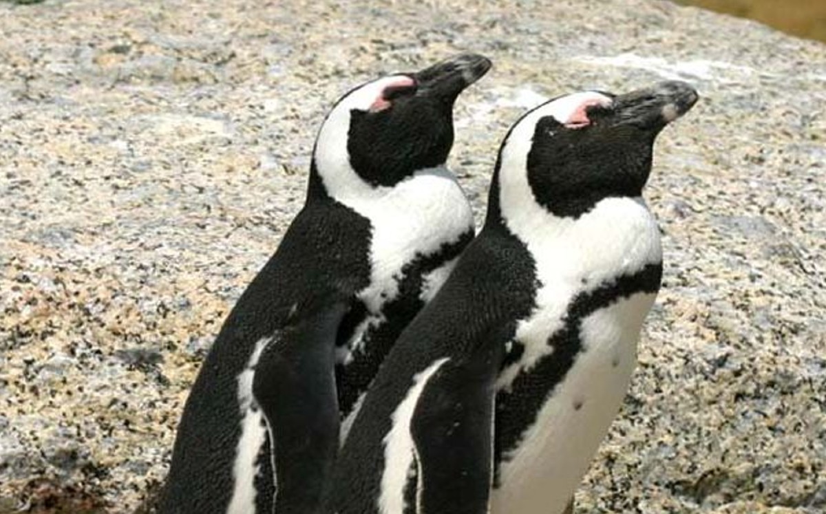 Un hecho "raro e inhabitual" que afecta a una especie en peligro. (Especial)
