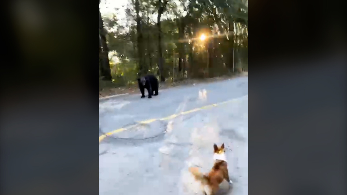 Captan a oso en zona residencial de San Pedro Garza García, Nuevo León