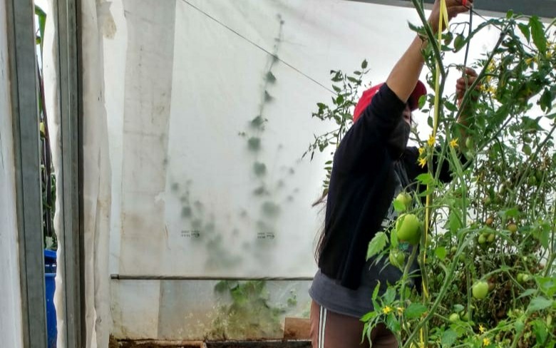 Actualmente el Banco de Alimentos cuenta con 43 huertos en 10 municipios de la entidad. (Especial)