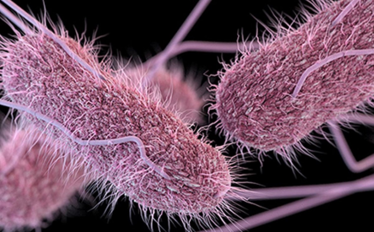 El alimento causante no ha sido identificado, pero este brote de salmonela se considera de rápido crecimiento. (Foto: CDC)