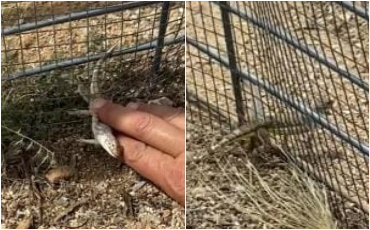Lagartija se atora dos veces en reja (TikTok).