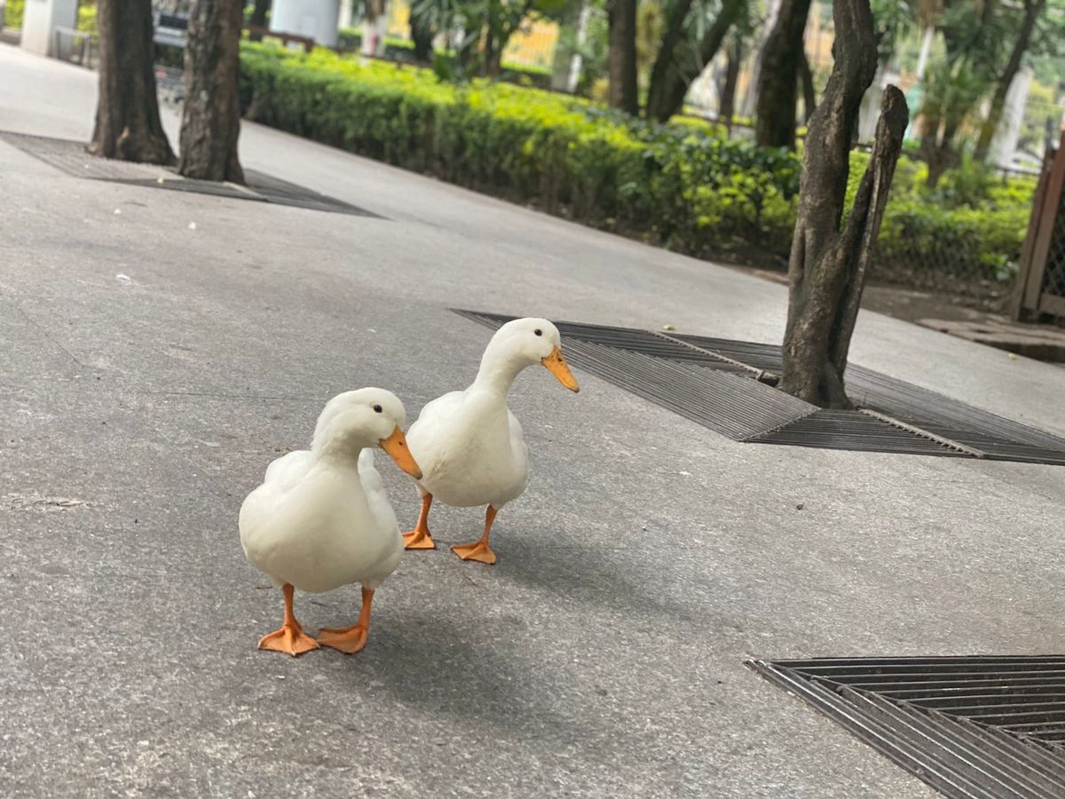 Algunos vecinos se han robado a los patos | César García